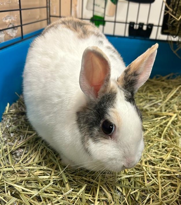 <h3 style="color:#005b98"> Fotografía </h3>