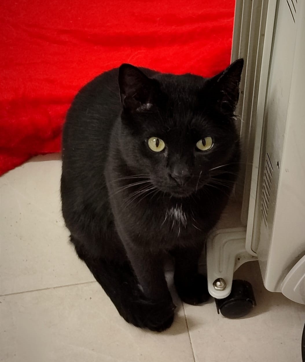 <h3 style="color:#005b98"> Fotografía </h3>