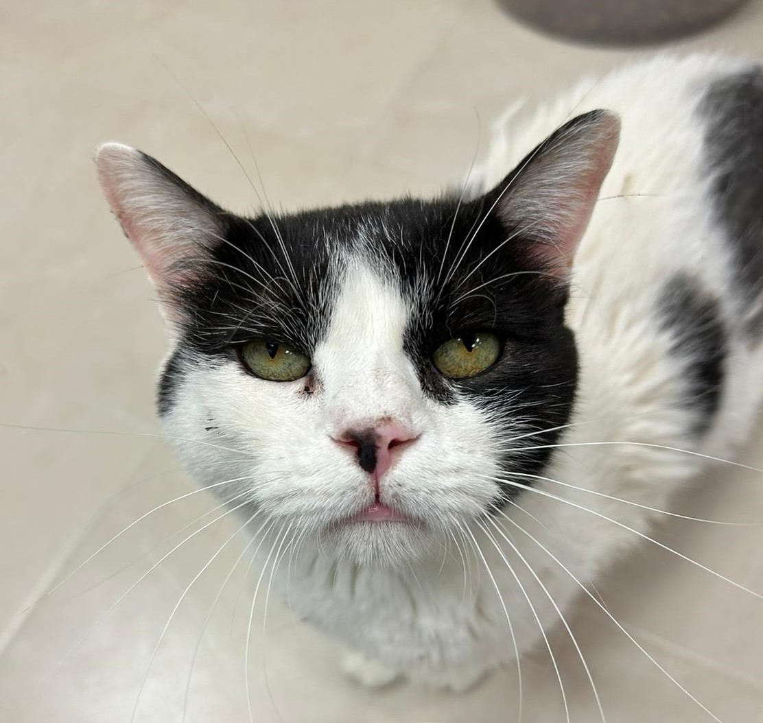 <h3 style="color:#005b98"> Fotografía </h3>