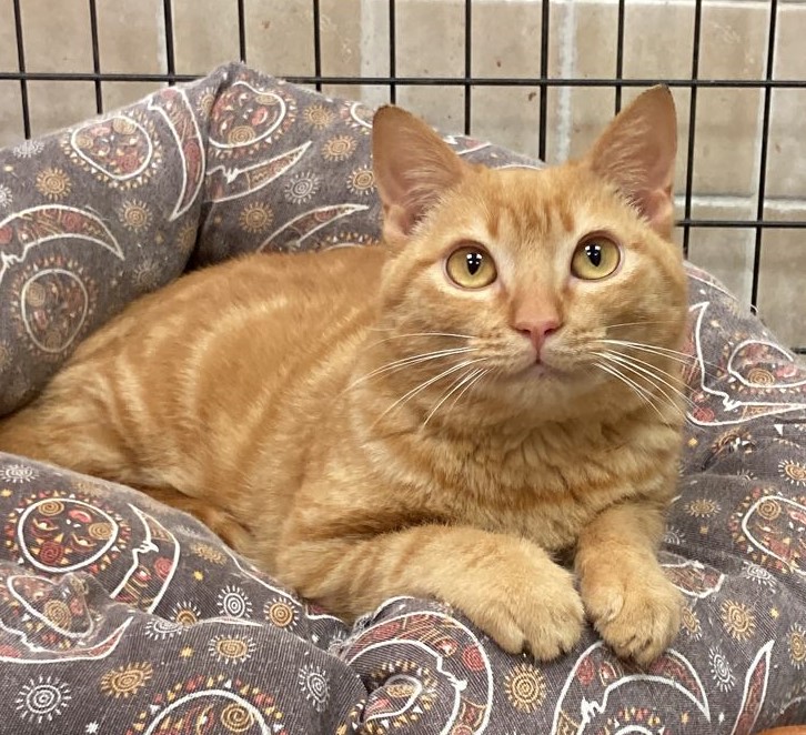 <h3 style="color:#005b98"> Fotografía </h3>