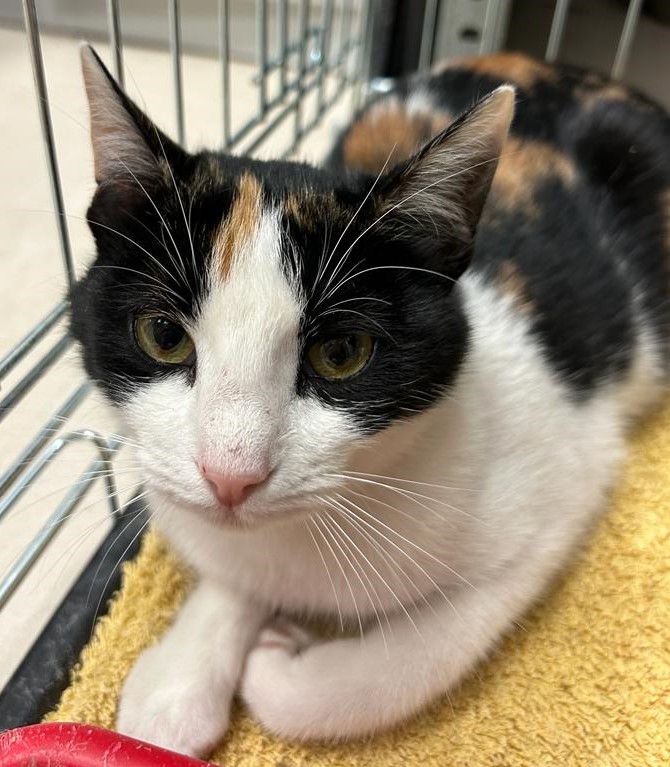 <h3 style="color:#005b98"> Fotografía </h3>