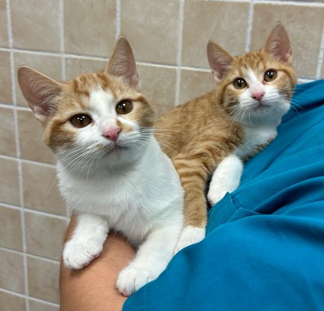 <h3 style="color:#005b98"> Fotografía </h3>