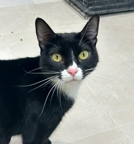 <h3 style="color:#005b98"> Fotografía </h3>