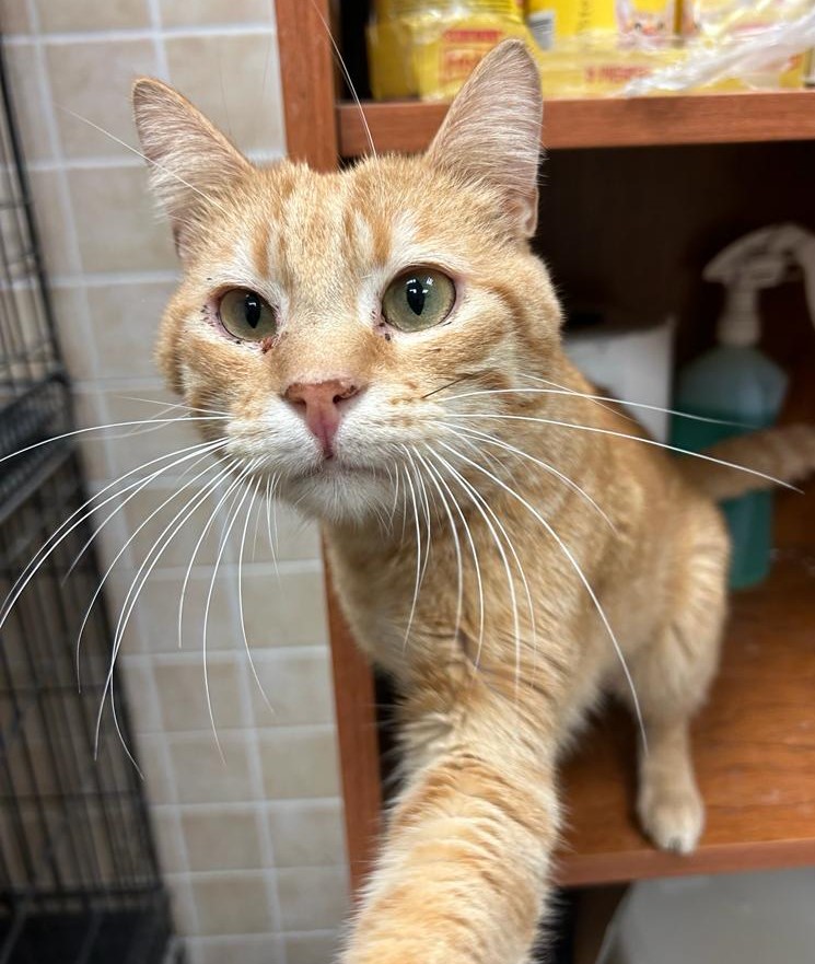 <h3 style="color:#005b98"> Fotografía </h3>