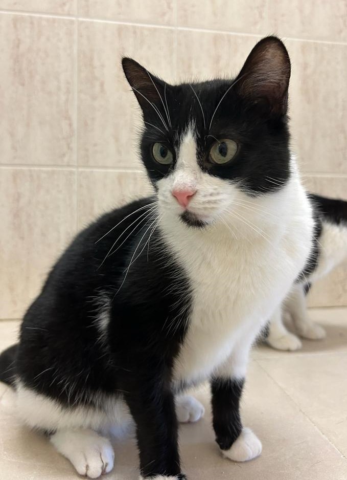 <h3 style="color:#005b98"> Fotografía </h3>