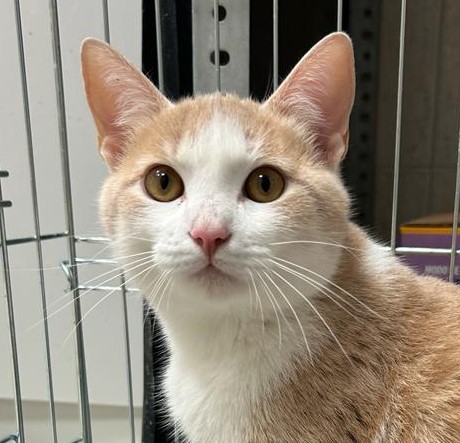 <h3 style="color:#005b98"> Fotografía </h3>