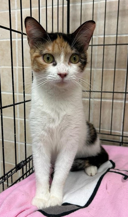 <h3 style="color:#005b98"> Fotografía </h3>