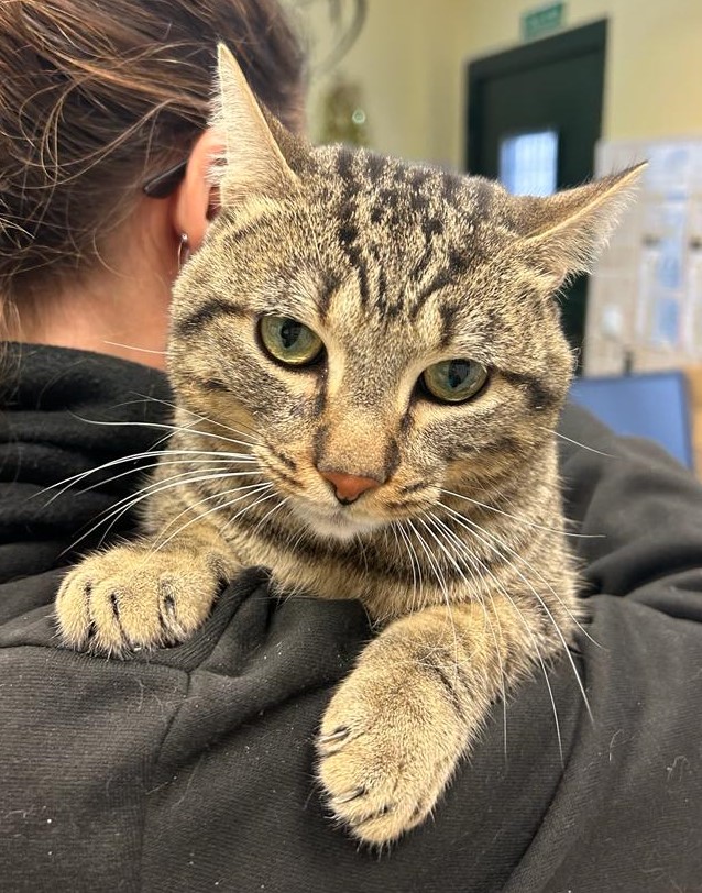 <h3 style="color:#005b98"> Fotografía </h3>