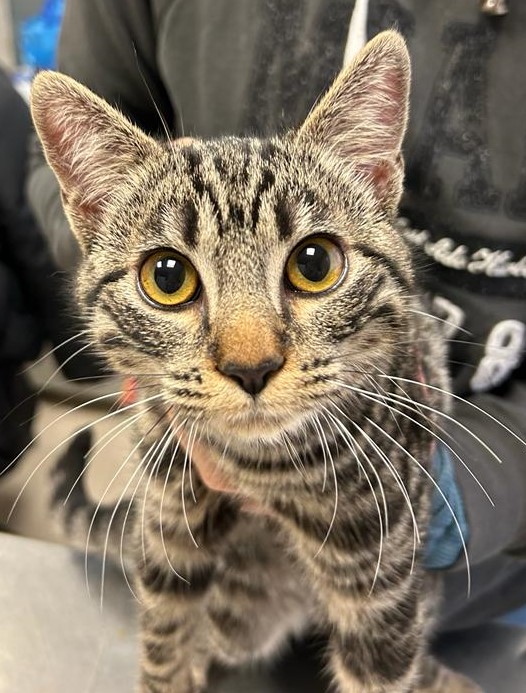 <h3 style="color:#005b98"> Fotografía </h3>