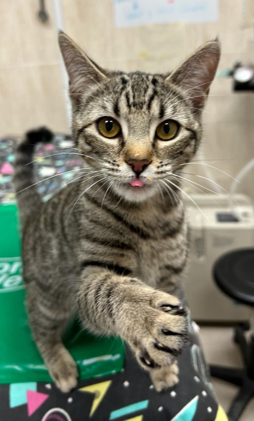 <h3 style="color:#005b98"> Fotografía </h3>