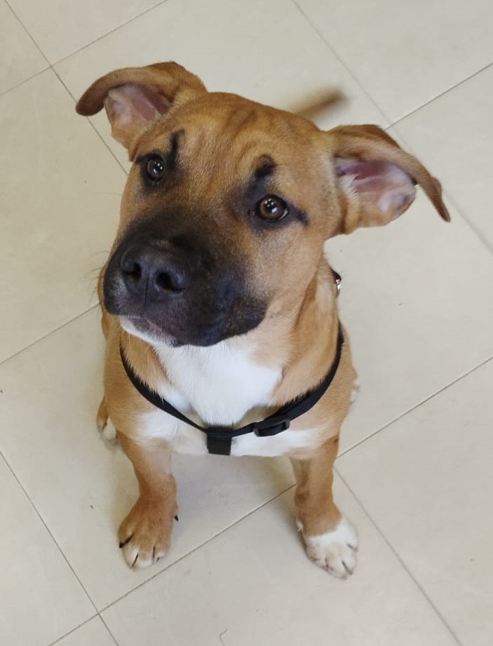 <h3 style="color:#005b98"> Fotografía </h3>