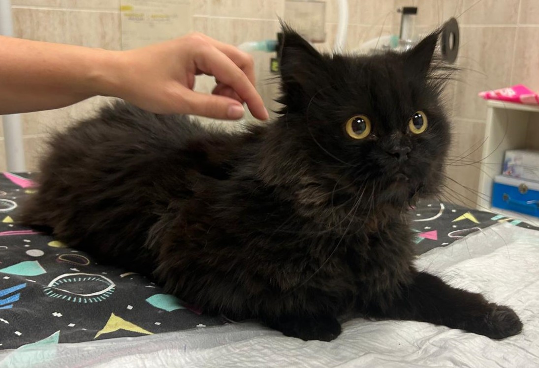 <h3 style="color:#005b98"> Fotografía </h3>