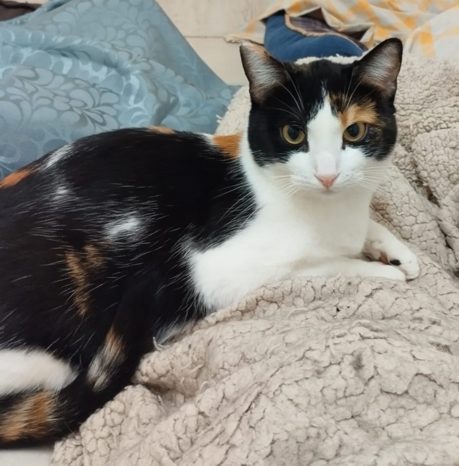 <h3 style="color:#005b98"> Fotografía </h3>