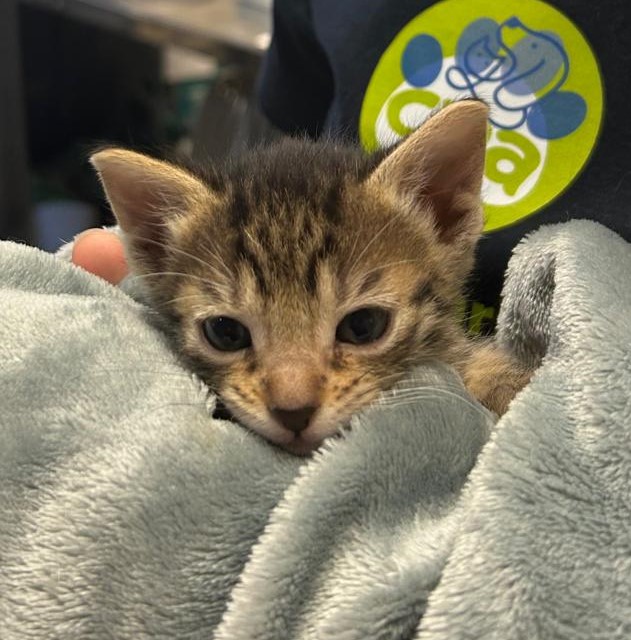 <h3 style="color:#005b98"> Fotografía </h3>