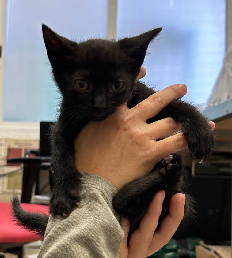 <h3 style="color:#005b98"> Fotografía </h3>