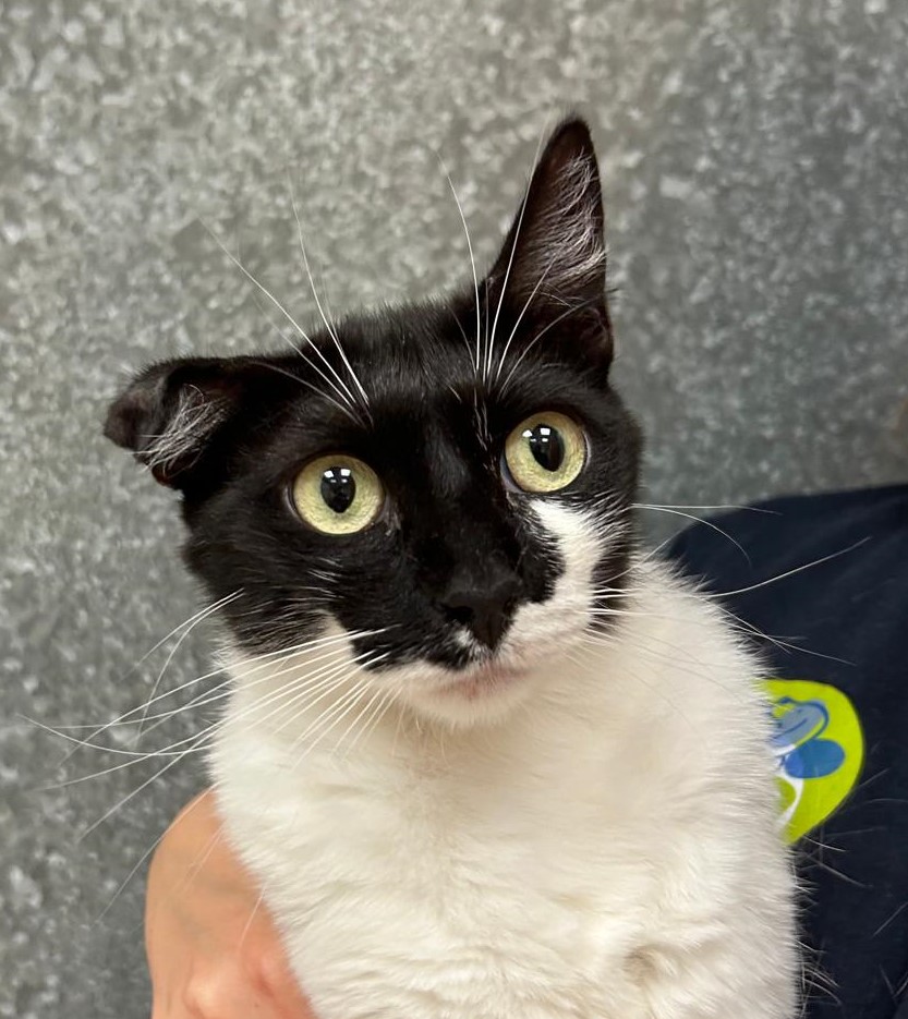 <h3 style="color:#005b98"> Fotografía </h3>