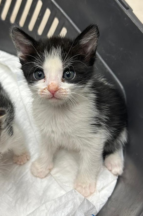 <h3 style="color:#005b98"> Fotografía </h3>