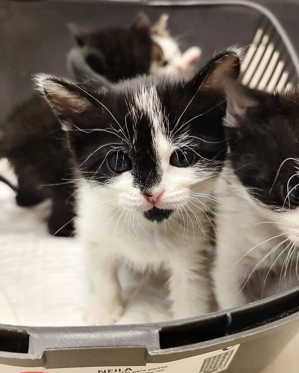 <h3 style="color:#005b98"> Fotografía </h3>