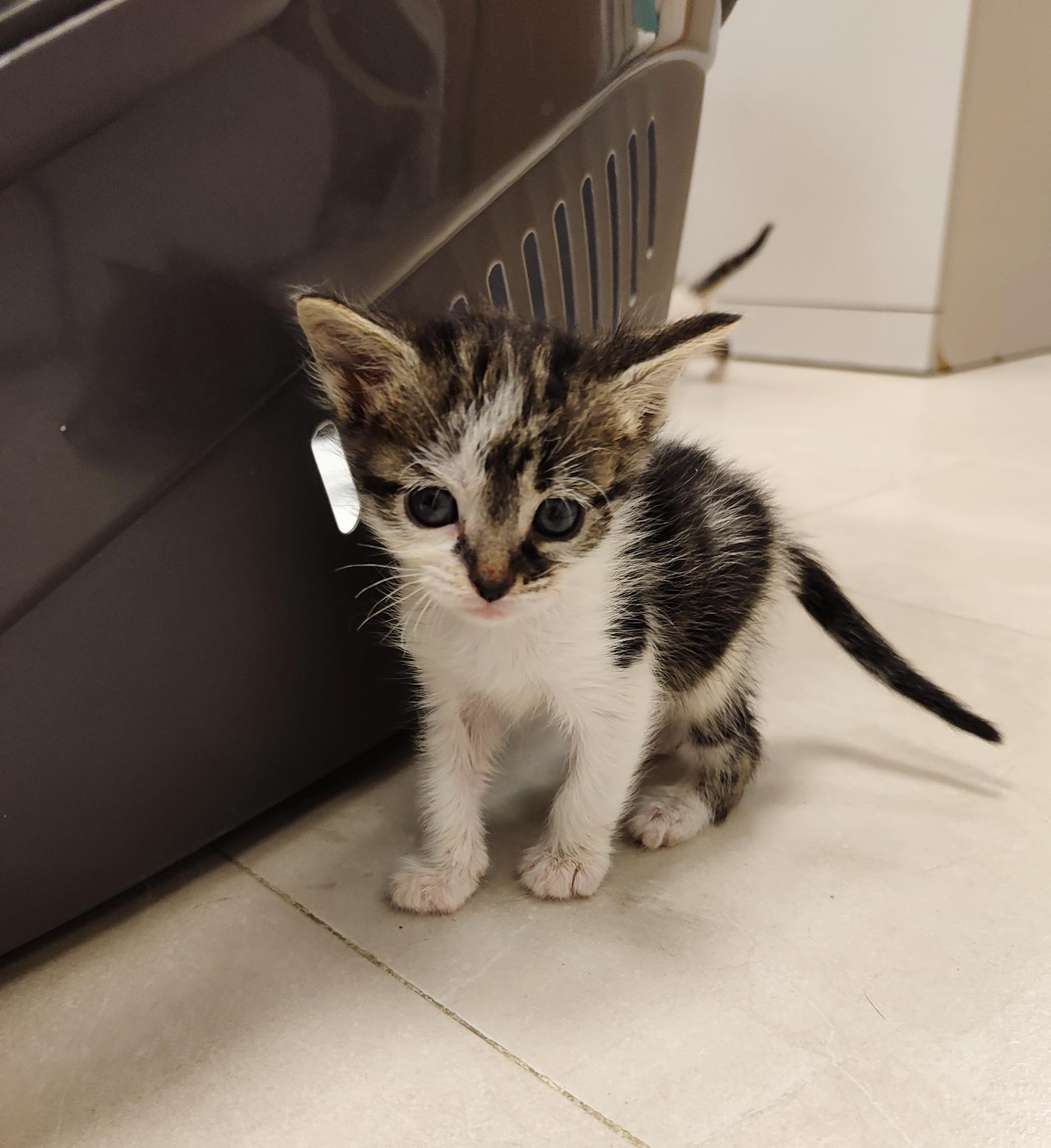 <h3 style="color:#005b98"> Fotografía </h3>