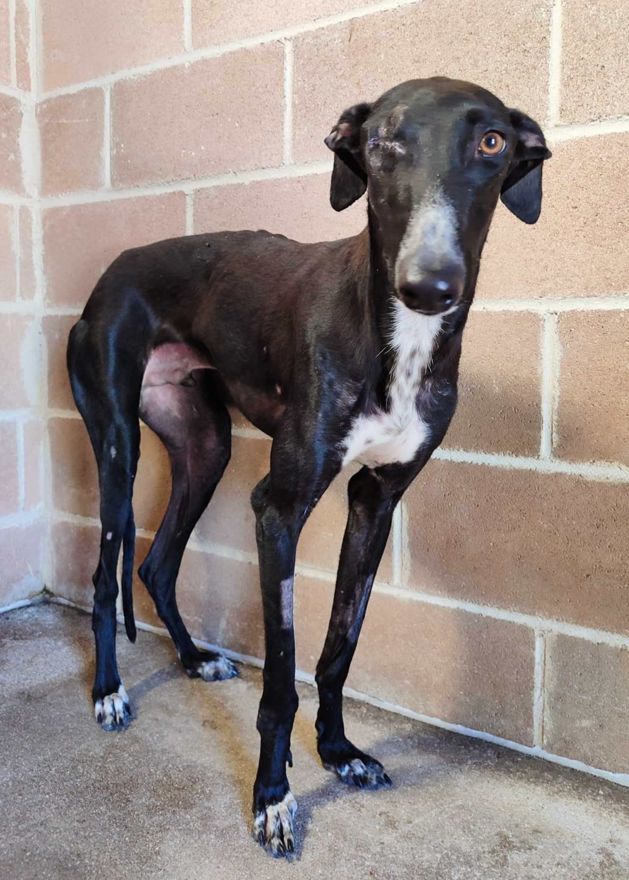 <h3 style="color:#005b98"> Fotografía </h3>