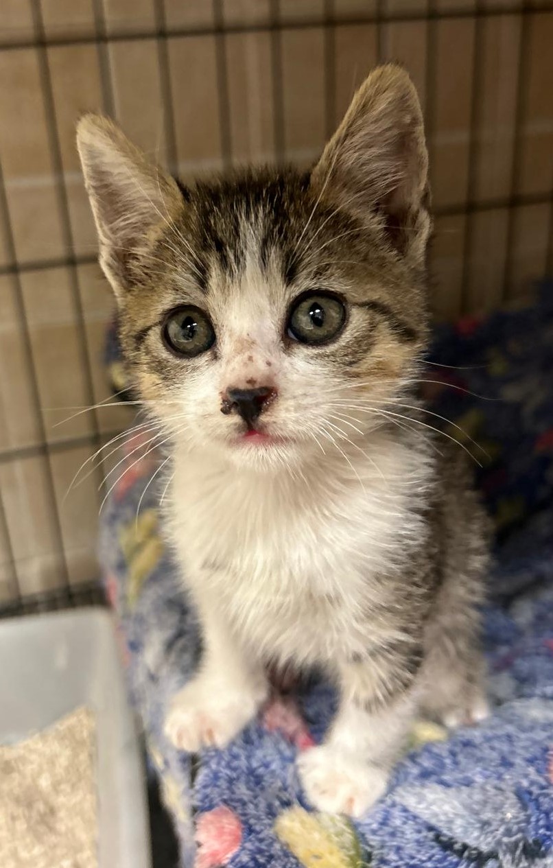 <h3 style="color:#005b98"> Fotografía </h3>