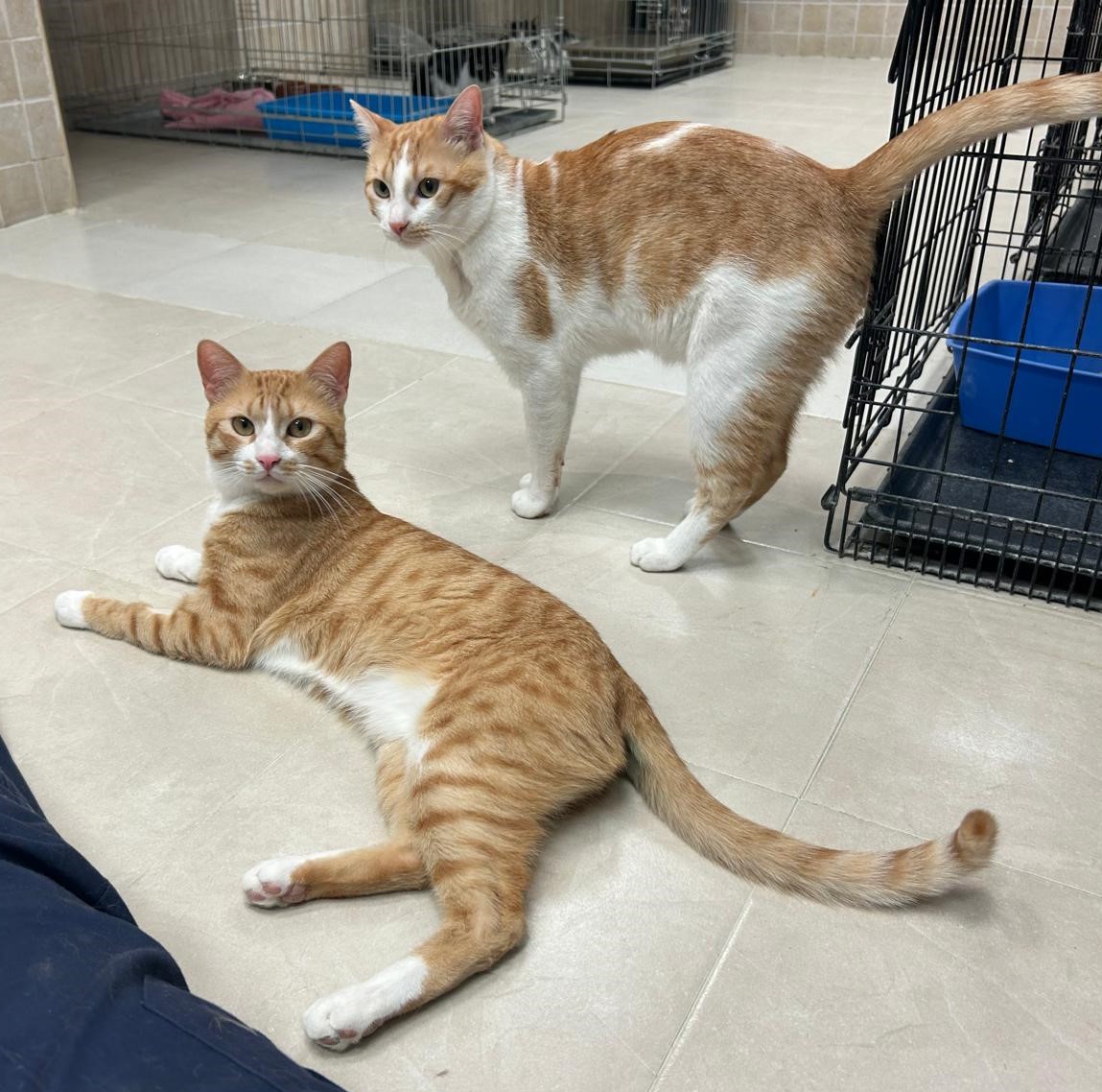 <h3 style="color:#005b98"> Fotografía </h3>