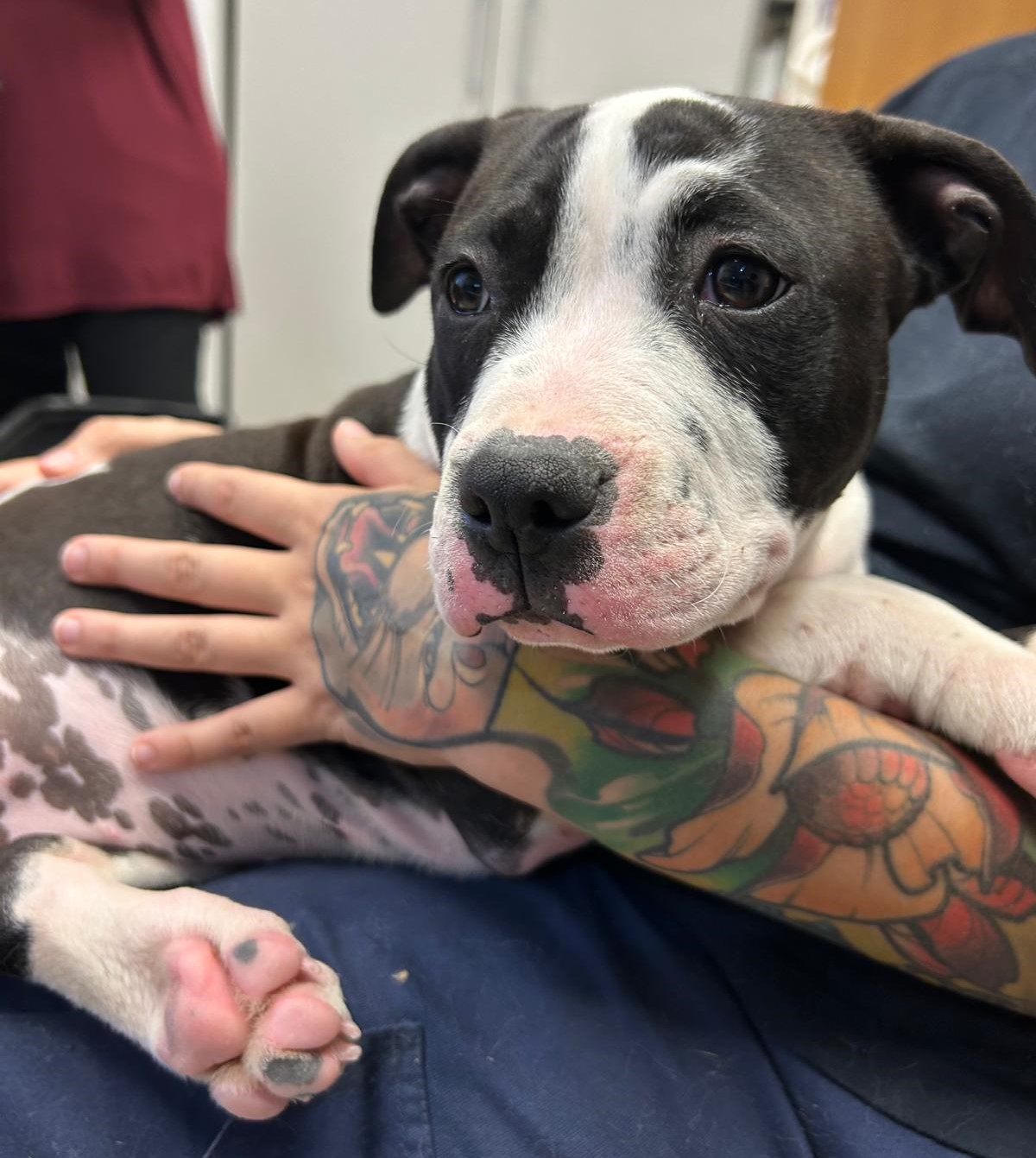 <h3 style="color:#005b98"> Fotografía </h3>