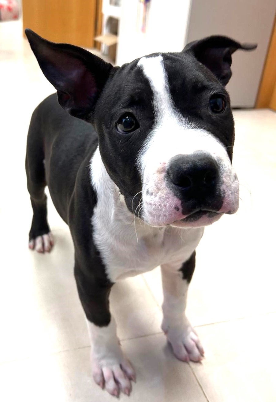 <h3 style="color:#005b98"> Fotografía </h3>