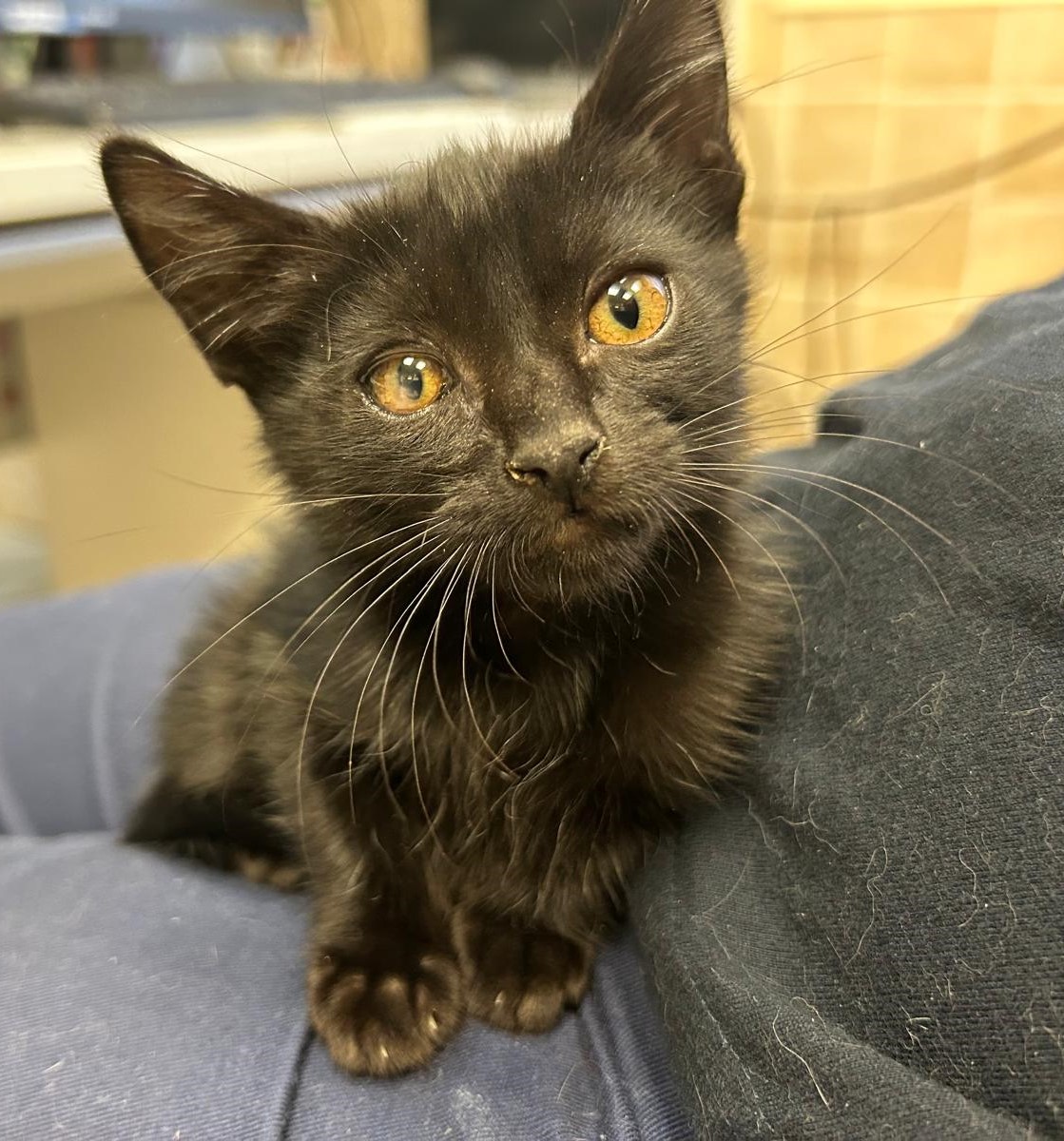 <h3 style="color:#005b98"> Fotografía </h3>