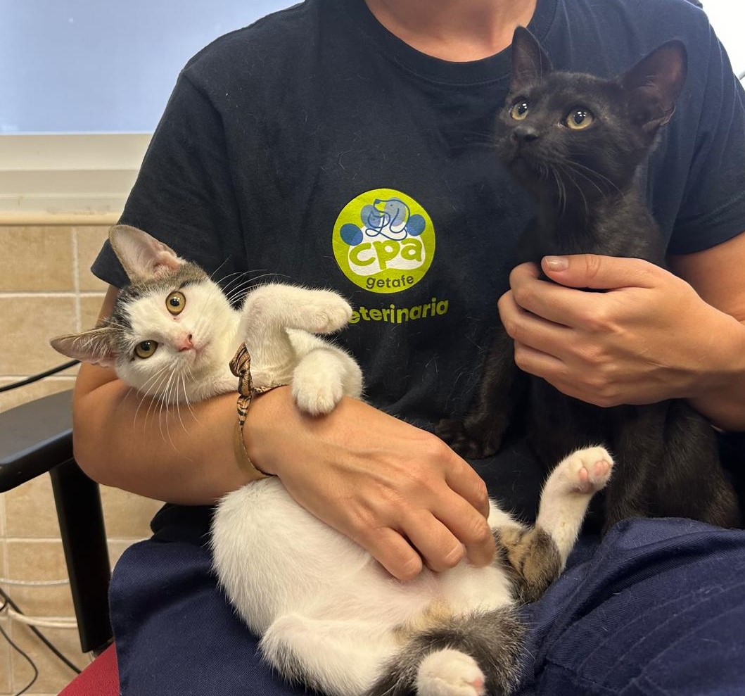 <h3 style="color:#005b98"> Fotografía </h3>