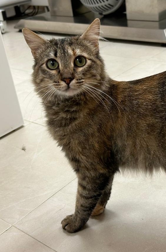 <h3 style="color:#005b98"> Fotografía </h3>