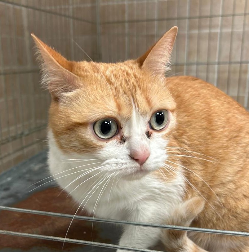 <h3 style="color:#005b98"> Fotografía </h3>