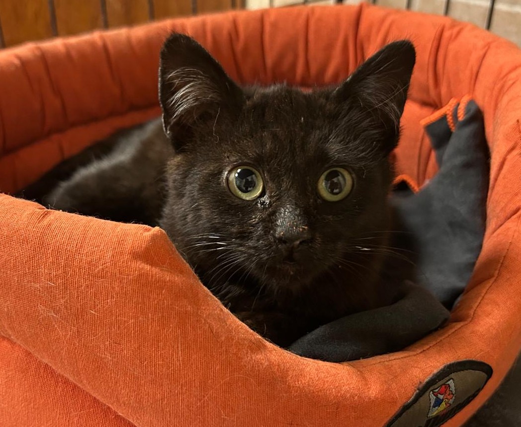 <h3 style="color:#005b98"> Fotografía </h3>