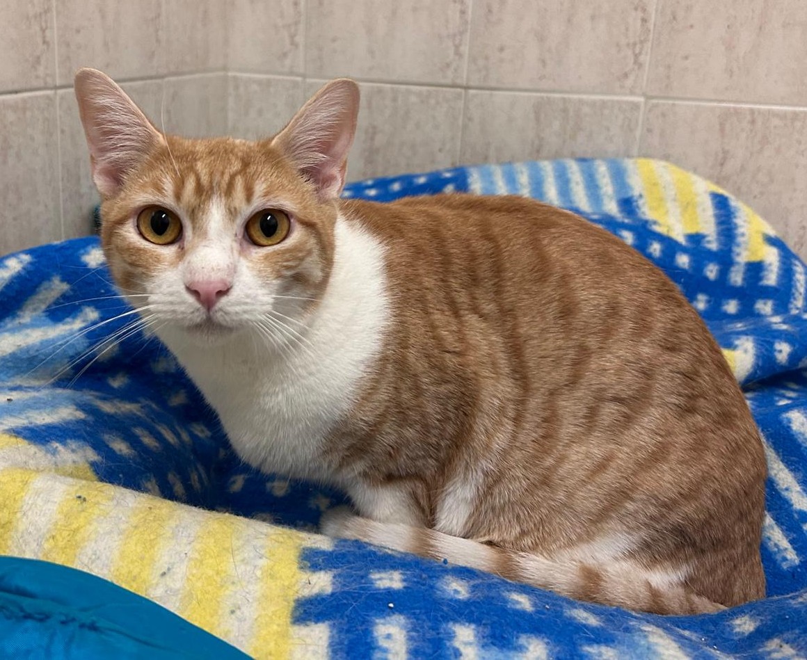 <h3 style="color:#005b98"> Fotografía </h3>