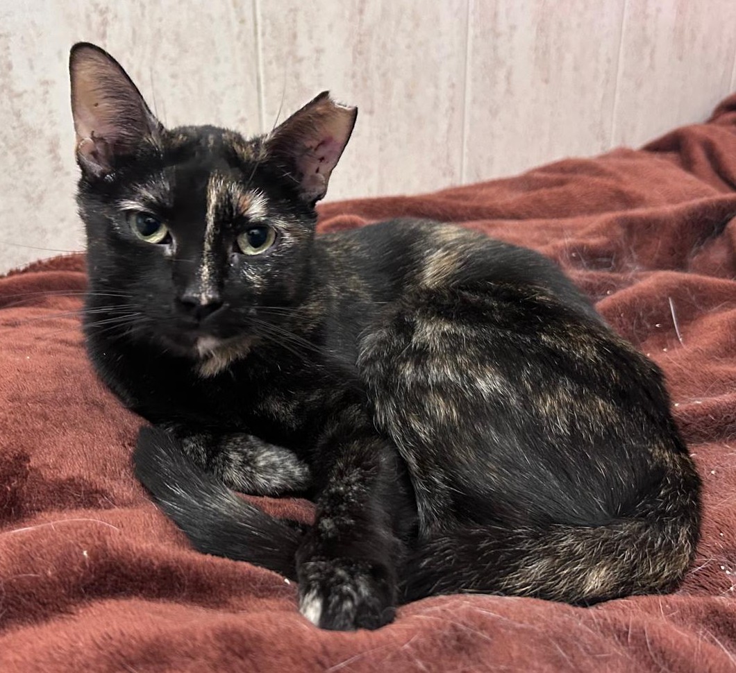 <h3 style="color:#005b98"> Fotografía </h3>