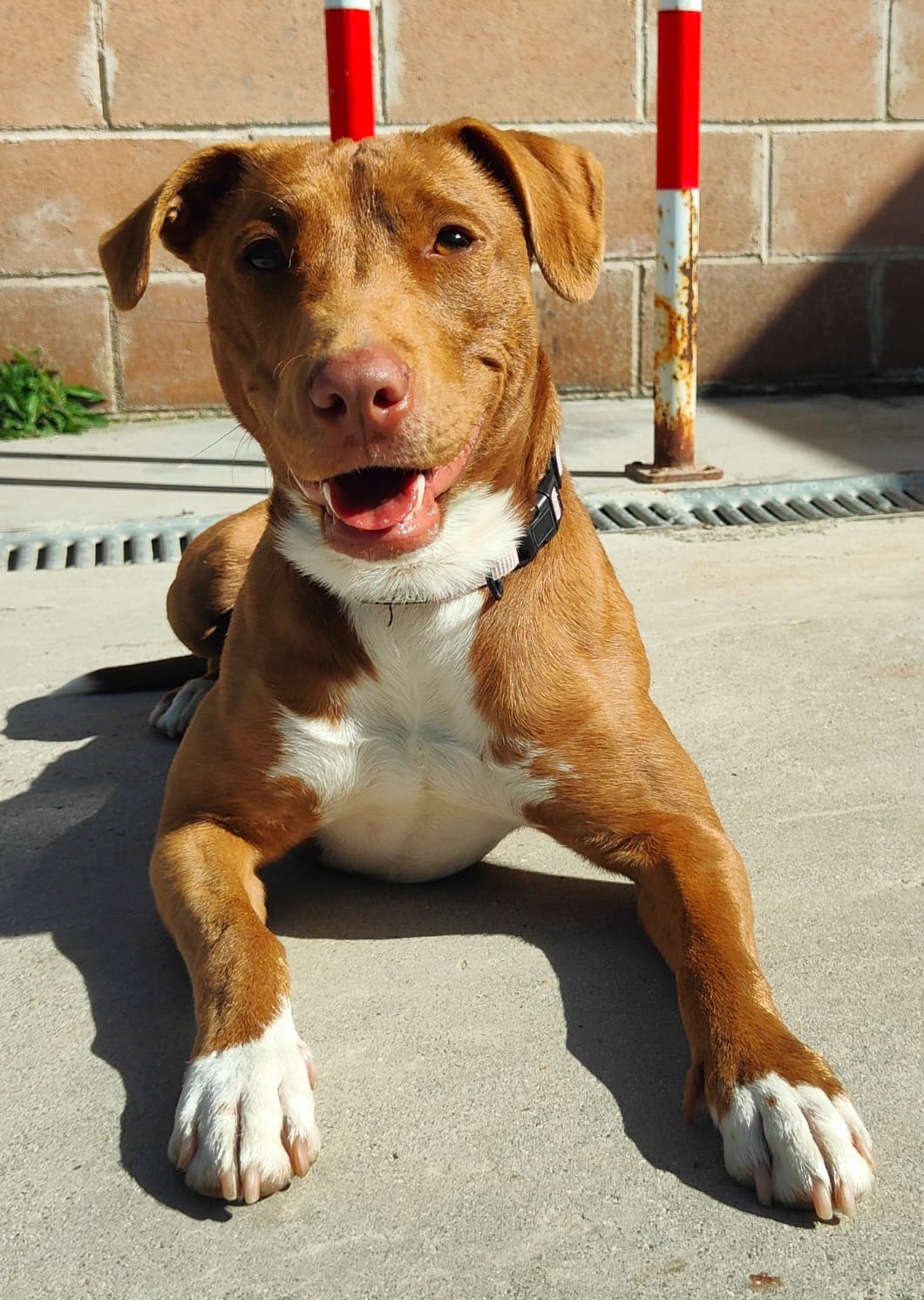 <h3 style="color:#005b98"> Fotografía </h3>