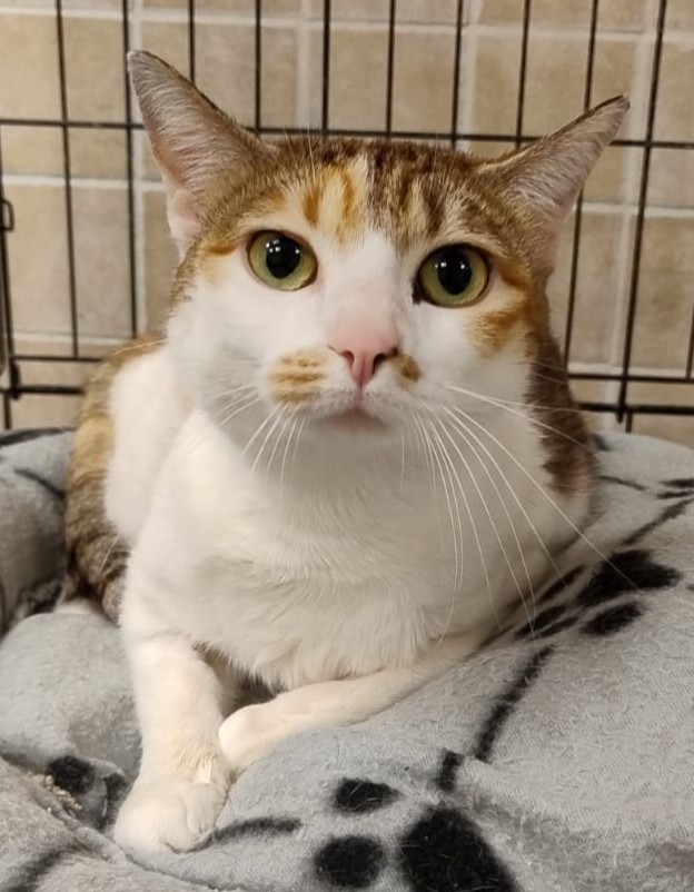 <h3 style="color:#005b98"> Fotografía </h3>