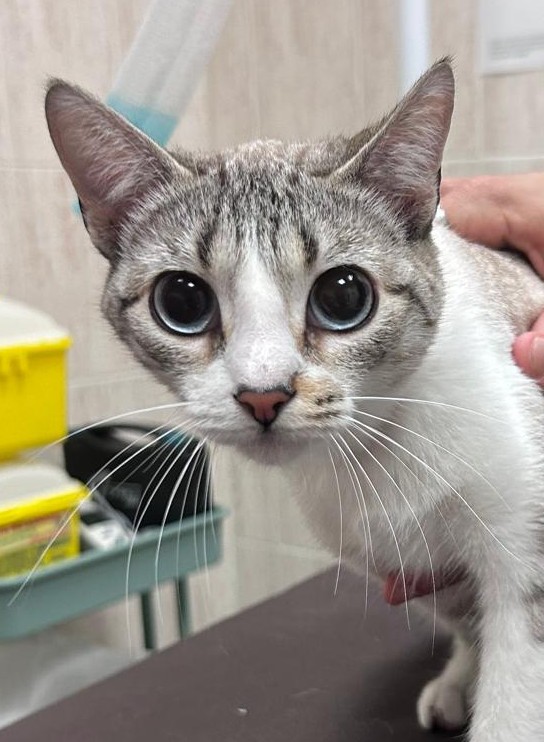 <h3 style="color:#005b98"> Fotografía </h3>