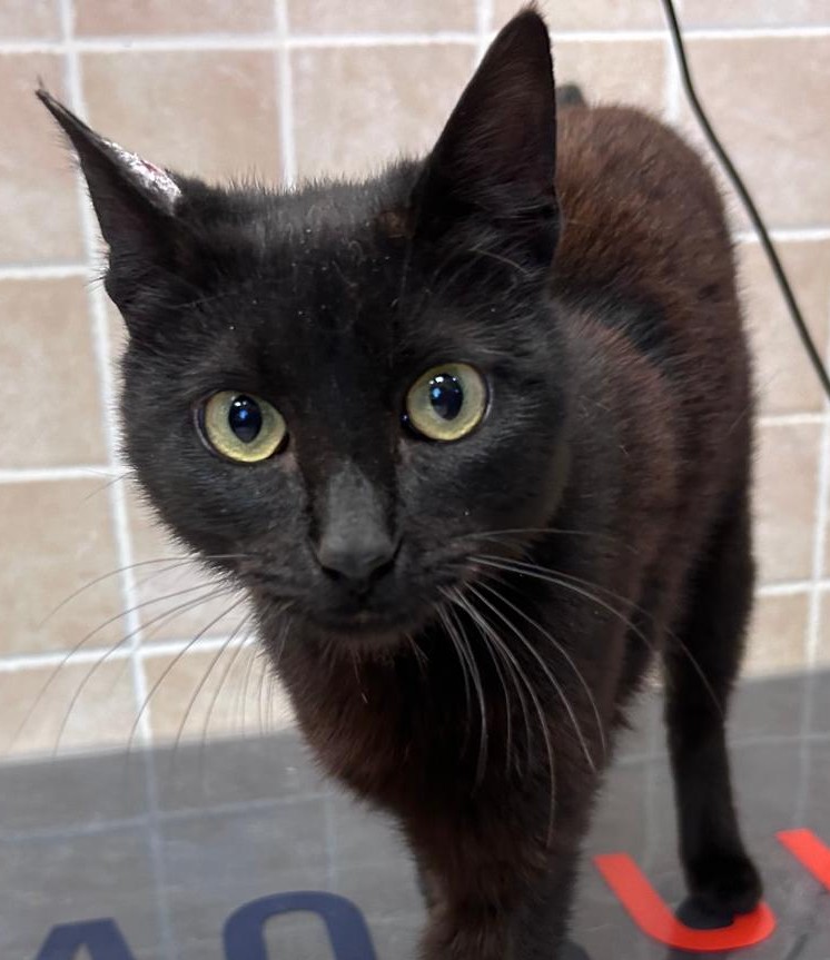 <h3 style="color:#005b98"> Fotografía </h3>