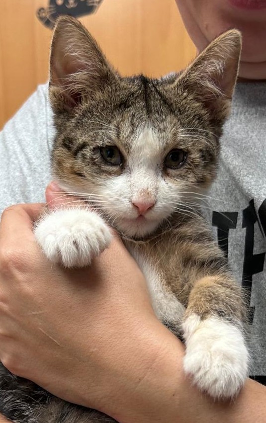 <h3 style="color:#005b98"> Fotografía </h3>