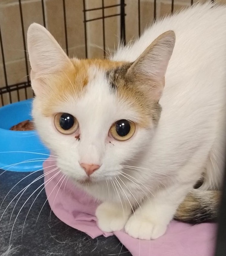 <h3 style="color:#005b98"> Fotografía </h3>