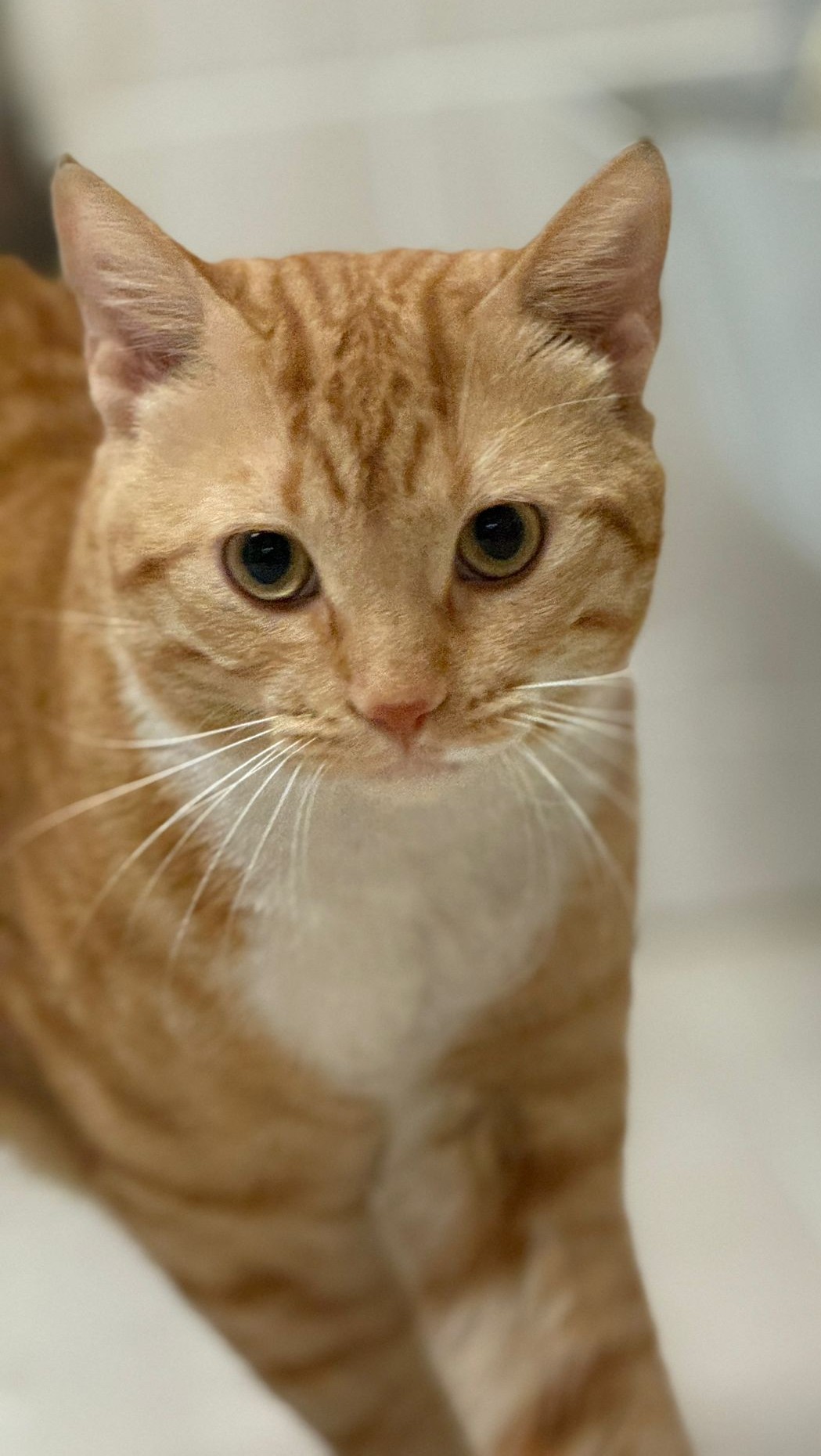 <h3 style="color:#005b98"> Fotografía </h3>