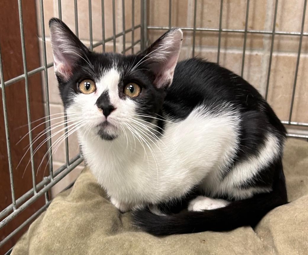 <h3 style="color:#005b98"> Fotografía </h3>