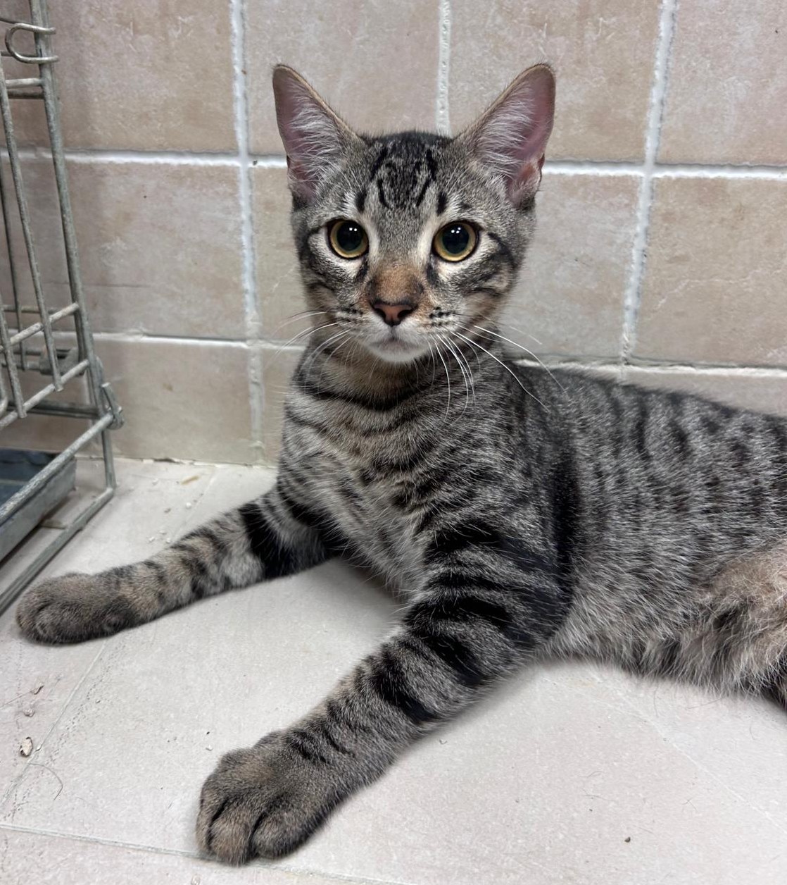 <h3 style="color:#005b98"> Fotografía </h3>