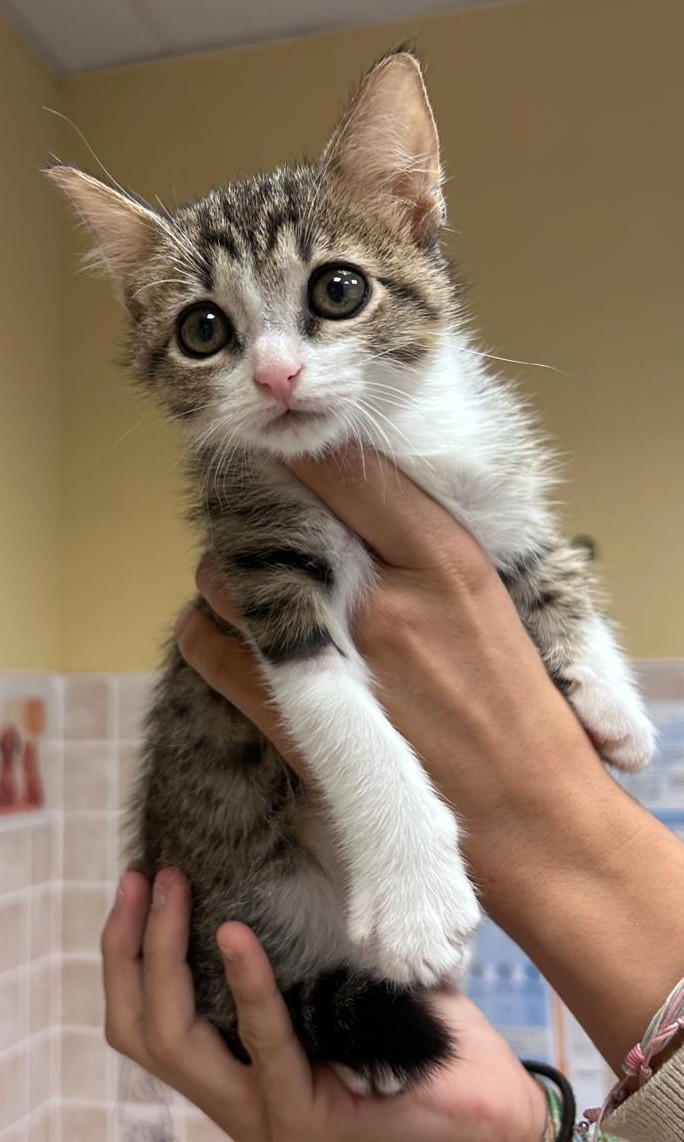 <h3 style="color:#005b98"> Fotografía </h3>