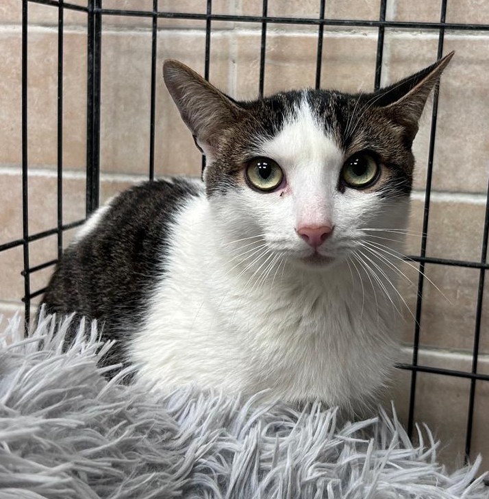 <h3 style="color:#005b98"> Fotografía </h3>