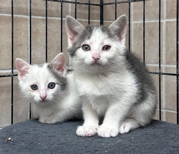 <h3 style="color:#005b98"> Fotografía </h3>