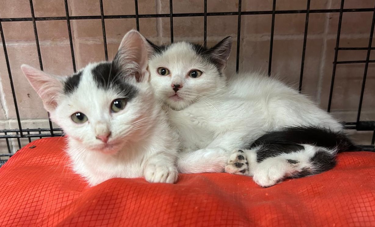 <h3 style="color:#005b98"> Fotografía </h3>