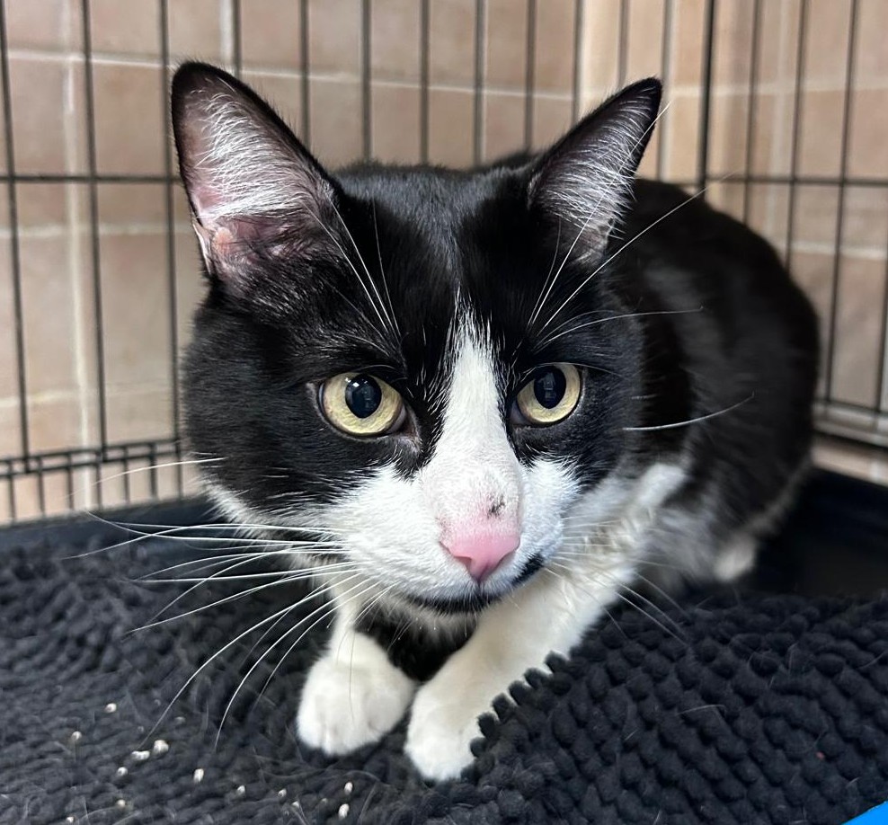 <h3 style="color:#005b98"> Fotografía </h3>