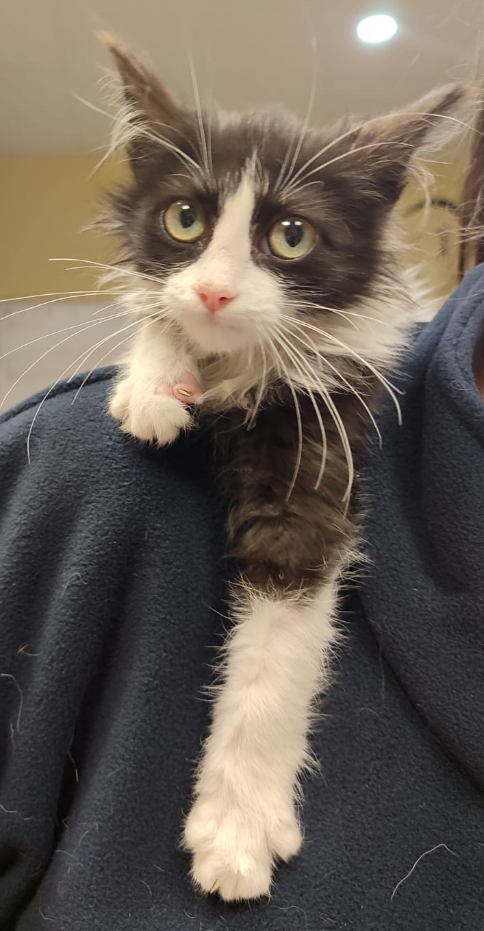 <h3 style="color:#005b98"> Fotografía </h3>